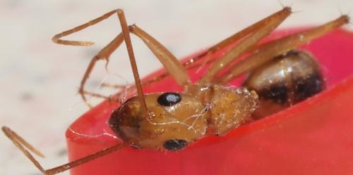 Réf. 312 406 : Camponotus sp.